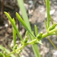 細長葉植物|はなQ 葉っぱ検索 細長型 はっぱを写真で探す草花・樹木の図鑑